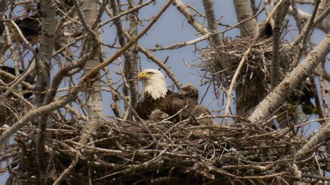 bald eagle nest toronto location|Eaglets now in Toronto’s first bald eagle nest.